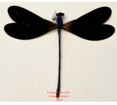 Vestalis luctuosa (Java)
